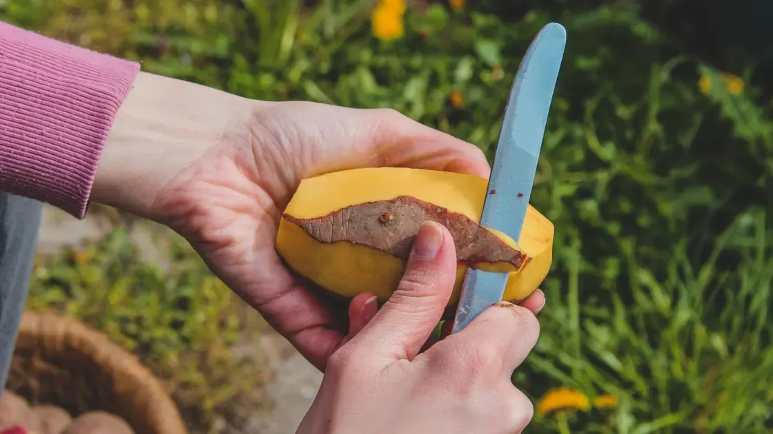 Två händer skalar en stor potatis med en liten kniv, skalet blir tjockt